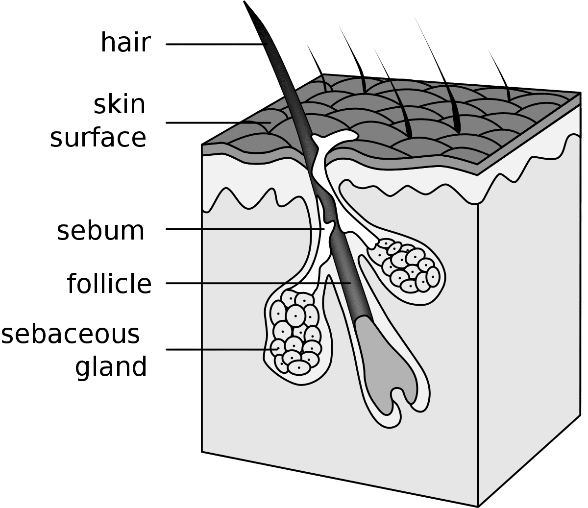 بیماری فولیکول مو چیست