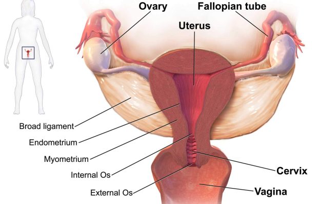 آمنوره اولیه - عکس واژن زن